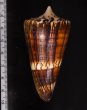 アカシマミナシ Conus generalisfig.2