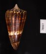 アカシマミナシ Conus generalisfig.3