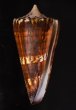 アカシマミナシ Conus generalisfig.1