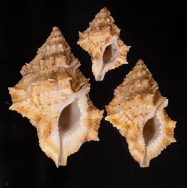 オニウネボラ Bufonaria nobilisfig.1