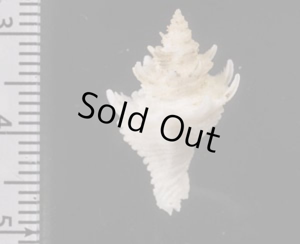 画像2: テンニョノカムリ (2)