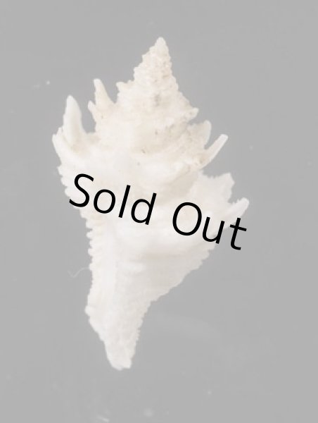 画像3: テンニョノカムリ (3)