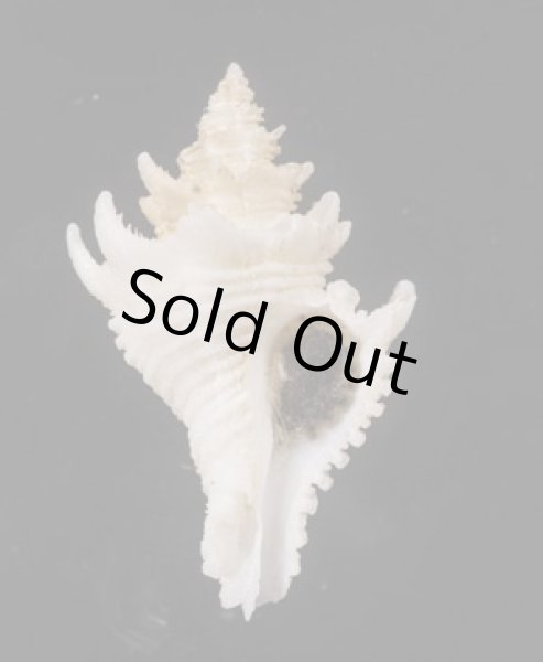 画像1: テンニョノカムリ (1)