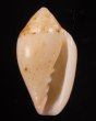 コショウヘリトリ Marginella piperata piperatafig.1