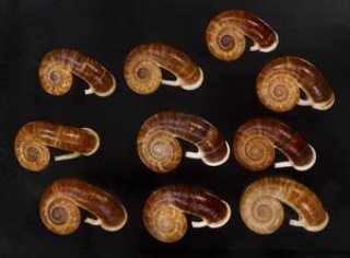 貝の標本 Yahoo!オークション - 貝標本 化石 タカハシホタテ貝集合体 60