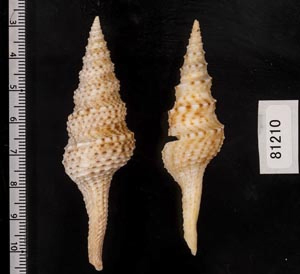 画像2: マダラクダマキ (2)