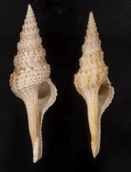 画像1: マダラクダマキ (1)