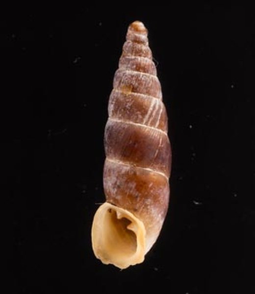 ニクサボカチギセル (仮称) Alopia nixafig.1