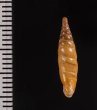 ミツアミギセル (仮称) Cochlodina laminatafig.2