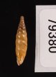 ミツアミギセル (仮称) Cochlodina laminatafig.3