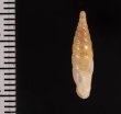 ミツアミギセル (仮称) Cochlodina laminatafig.2