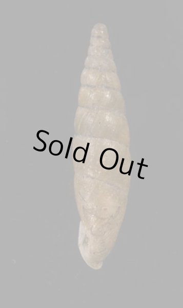 画像3: ミツアミギセル (仮称) (3)