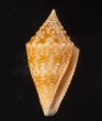 タイワンツムイモ Conus praecellensfig.1