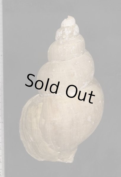 画像2: アニワバイ 亜庭? (2)