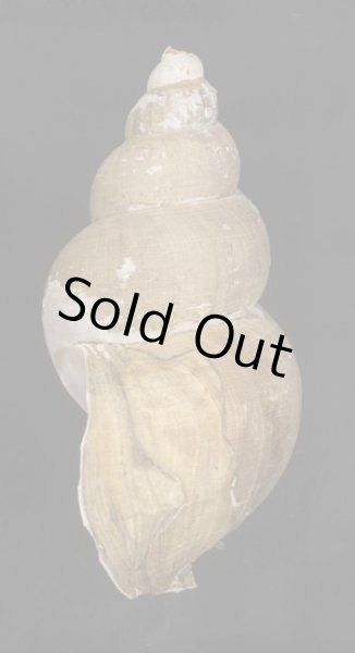 画像3: アニワバイ 亜庭? (3)