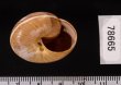 カバホクロメダママイマイ Asperitas rareguttata crebiguttatafig.3