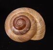 カバホクロメダママイマイ Asperitas rareguttata crebiguttatafig.1