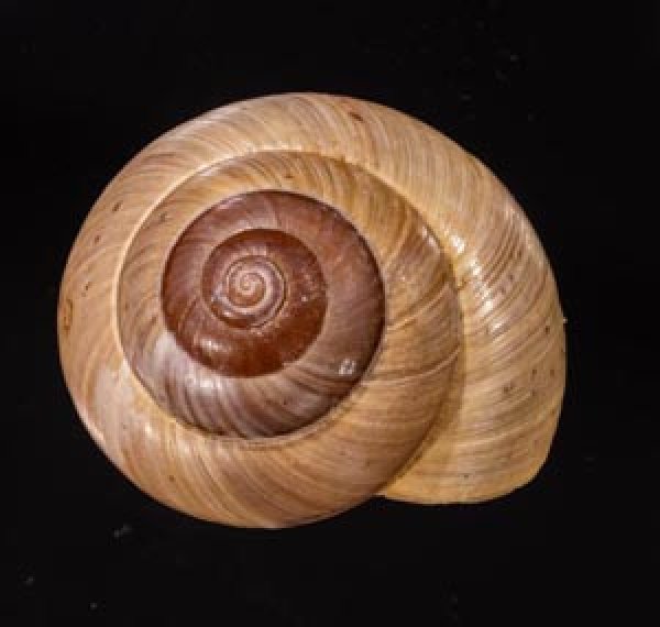 カバホクロメダママイマイ Asperitas rareguttata crebiguttatafig.1