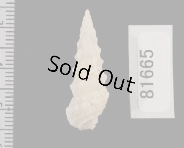 画像2: ヨロイツノブエ (2)