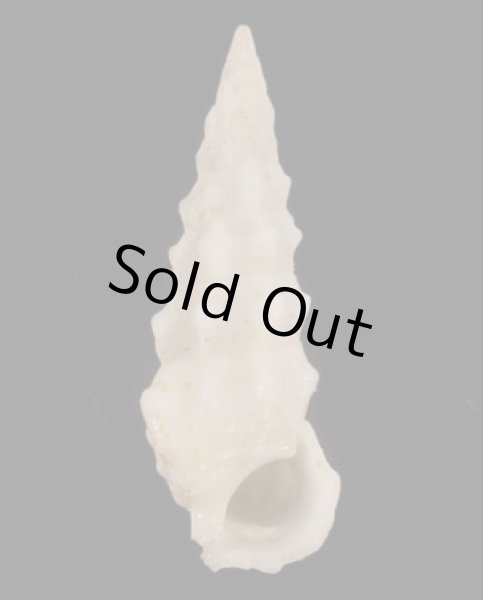 画像1: ヨロイツノブエ (1)