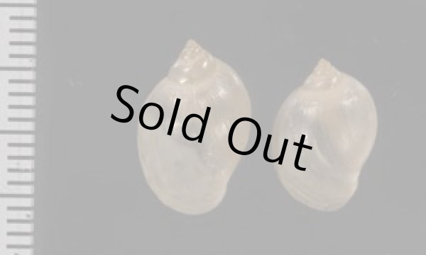 画像2: タイワンモノアラガイ cf. (2)