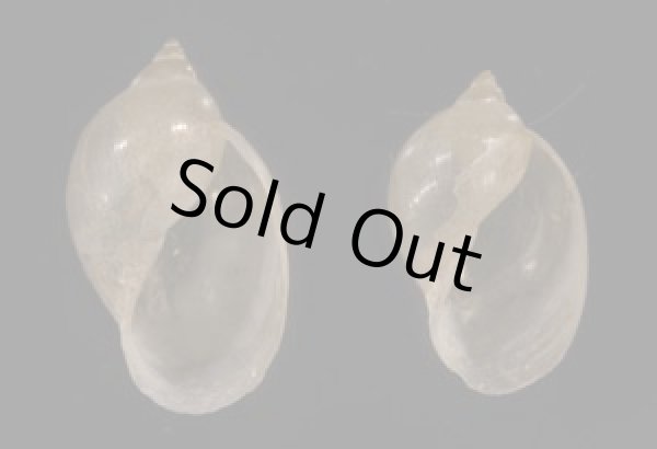 画像1: タイワンモノアラガイ cf. (1)