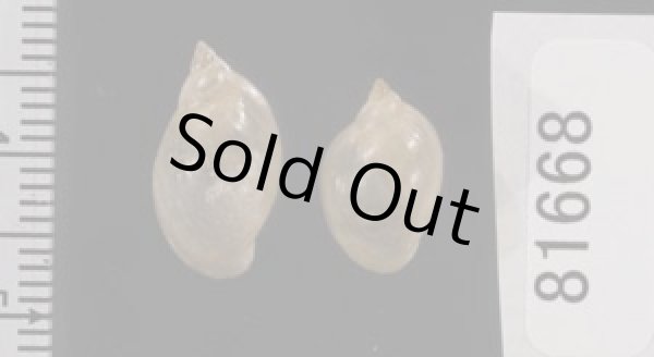 画像2: タイワンモノアラガイ cf. (2)