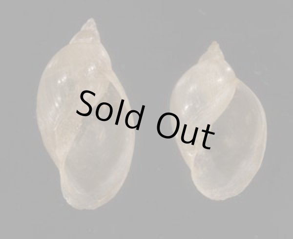 画像1: タイワンモノアラガイ cf. (1)