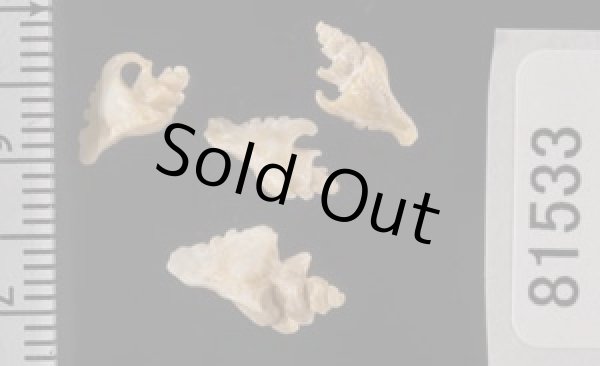 画像2: ベンテンガイ (2)