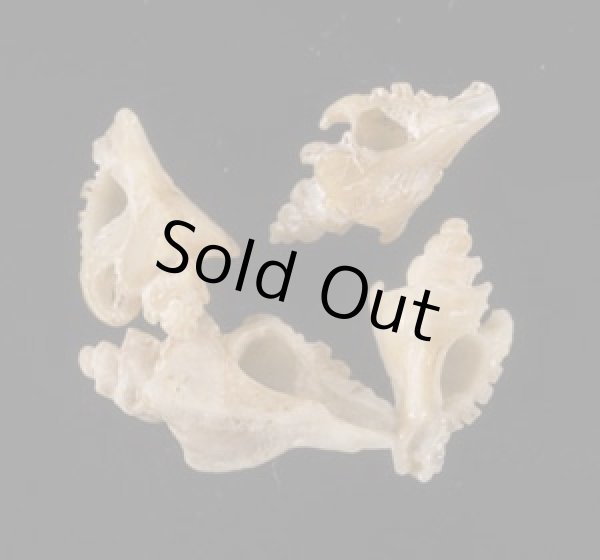 画像1: ベンテンガイ (1)