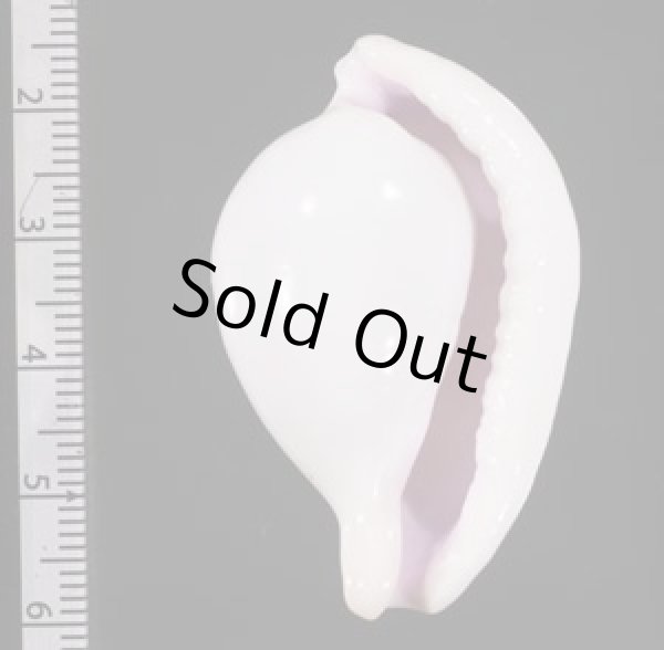 画像2: クチムラサキウミウサギ (2)