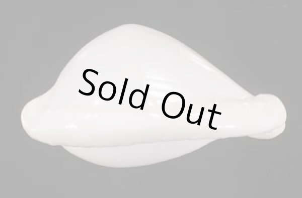 画像3: クチムラサキウミウサギ (3)