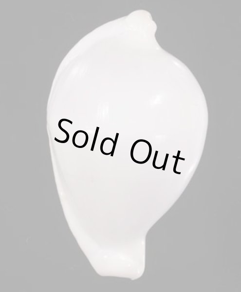 画像1: クチムラサキウミウサギ (1)