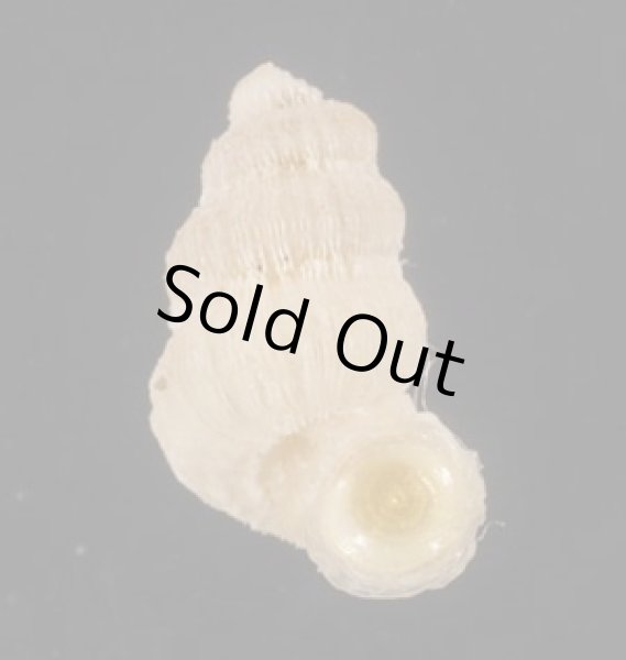 画像1: オクシデンタルクチヒレ (仮称) (1)