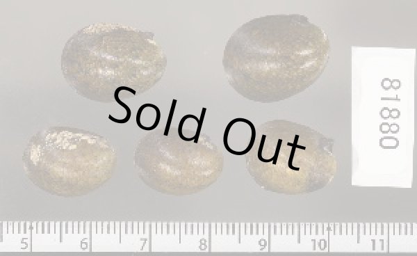 画像2: カバクチカノコ (2)