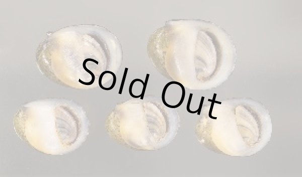 画像1: カバクチカノコ (1)