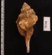 カネツケフジツ Cymatium testudinariumfig.2