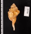 カネツケフジツ Cymatium testudinariumfig.2
