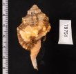 カネツケフジツ Cymatium testudinariumfig.2