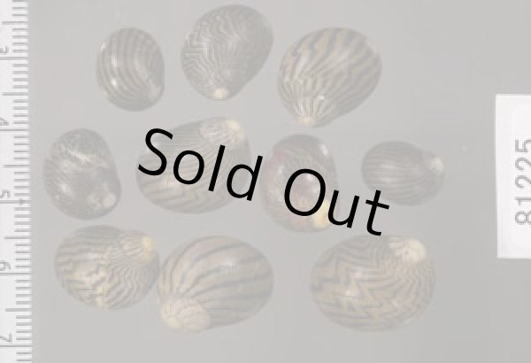 画像2: シマカノコ (2)