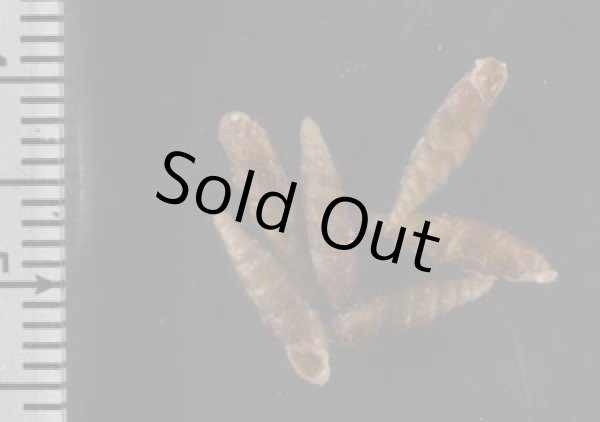 画像2: ヤエヤマノミギセル (2)