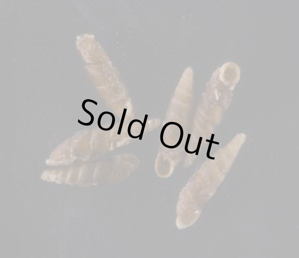 画像1: ヤエヤマノミギセル (1)