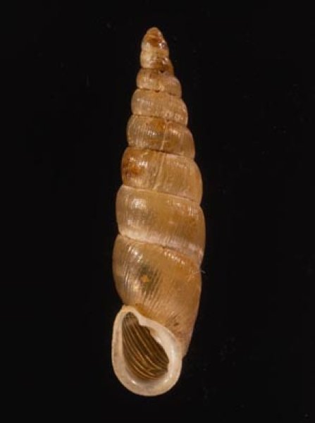 キュウシュウナミコギセル Euphaedusa subaculusfig.1