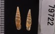 キュウシュウナミコギセル Euphaedusa subaculusfig.2