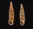キュウシュウナミコギセル Euphaedusa subaculusfig.1