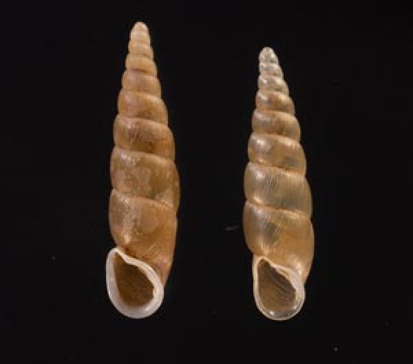 キュウシュウナミコギセル Euphaedusa subaculusfig.1