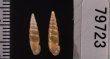 キュウシュウナミコギセル Euphaedusa subaculusfig.2