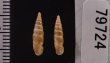 キュウシュウナミコギセル Euphaedusa subaculusfig.2