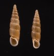 キュウシュウナミコギセル Euphaedusa subaculusfig.1