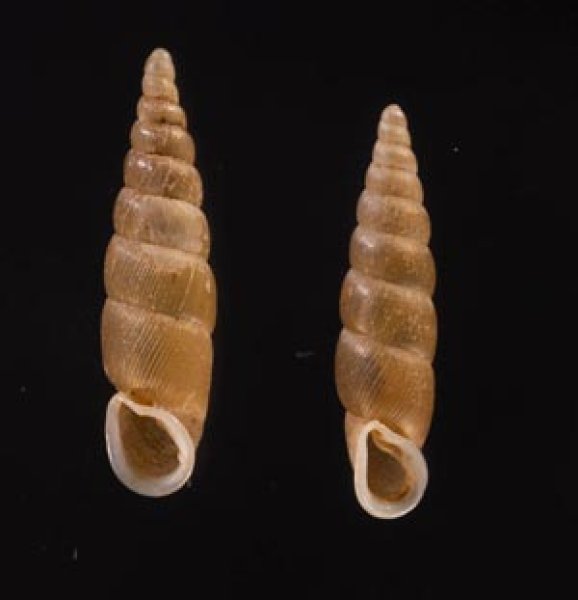 キュウシュウナミコギセル Euphaedusa subaculusfig.1